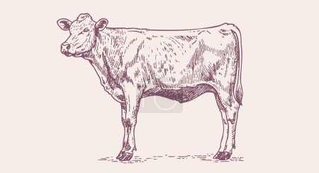 Illustration for Cow, bull, beef. Vintage retro print, black white cow, bull, beef sketch ink pencil drawing, engrave old school. Sketch artwork silhouette cow bull. Side view profile beef bull. Vector Illustration - Royalty Free Image