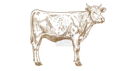 Illustration for Cow, bull, beef. Vintage retro print, black white cow, bull, beef sketch ink pencil drawing, engrave old school. Sketch artwork silhouette cow bull. Side view profile beef bull. Vector Illustration - Royalty Free Image