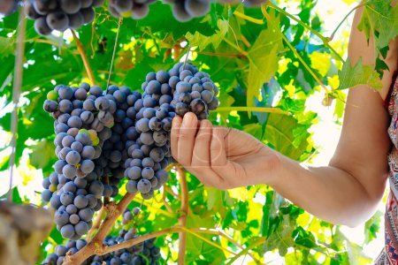 Foto de Mujer manos recogiendo uva durante la cosecha de vino - Imagen libre de derechos