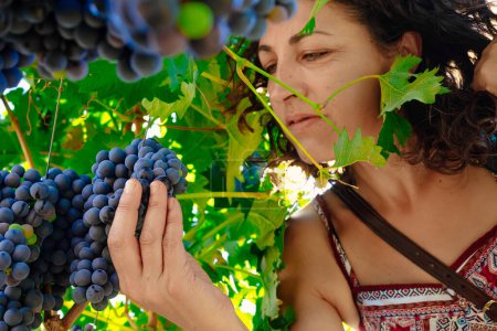 Foto de Mujeres recogiendo racimo de uvas - Imagen libre de derechos
