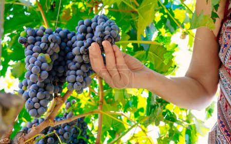 Foto de Mujer manos recogiendo uva durante la cosecha de vino - Imagen libre de derechos