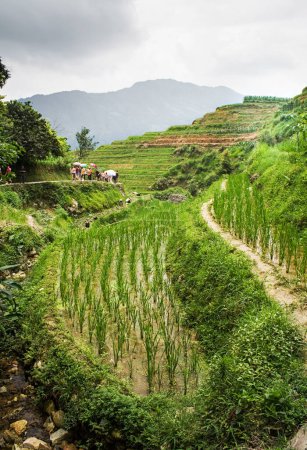 Foto de Escena china en los hermosos campos de arroz en terrazas en Longsheng. Tian Tou Zhai pueblo en la terraza de arroz longji en la provincia de Guangxi de China. - Imagen libre de derechos