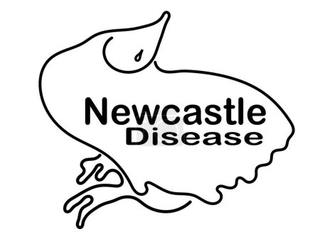 Foto de Enfermedad de Newcastle en Avicultura CONCEPTO, Síntomas de la enfermedad, Nueva investigación del virus y actualización de la vacunación - Imagen libre de derechos