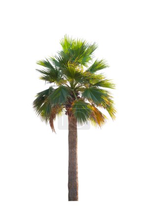 Photo for Washingtonia robusta palm tree Ornamental plants beautiful isolated on white background - Royalty Free Image