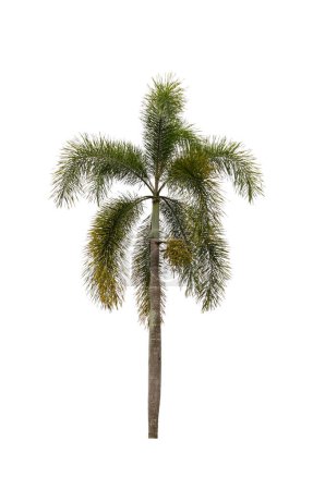 Photo for Palm tree ornamental plant beautiful on white background - Royalty Free Image