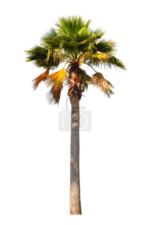 Photo for Washingtonia robusta palm tree Ornamental plants beautiful isolated on white background - Royalty Free Image