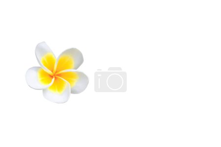 Photo for Plumeria flower isolated on white background and clipping path ( Common name pocynaceae, Frangipani , Pagoda tree, Temple tree - Royalty Free Image