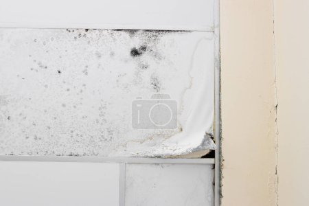Photo for Gypsum moldy ceiling water leak decay hole interior office building - Royalty Free Image