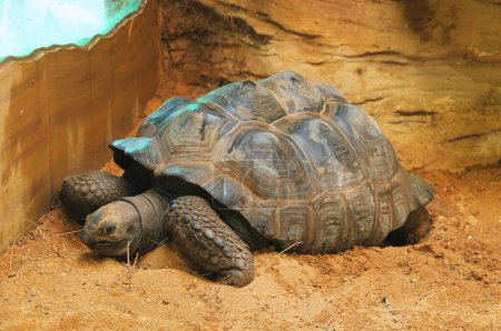 Photo for Aldabra giant tortoise (Aldabrachelys gigantea) living in captivity - Royalty Free Image