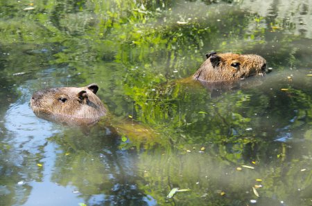 Téléchargez les photos : Deux capybaras (Hydrochoerus hydrochaeris) nageant dans l'eau, les plus grands rongeurs du monde - en image libre de droit
