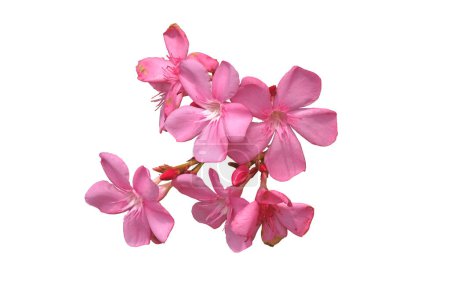 Flor de adelfa rosa y hojas aisladas sobre fondo blanco, con palmadita de recorte