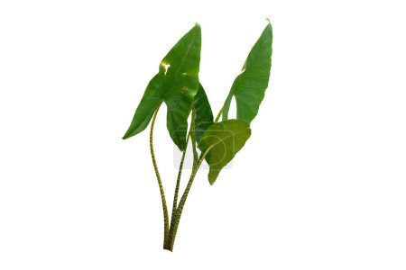 Alocasia zebrina Zimmerpflanze isoliert auf weißem Hintergrund mit Schnittpfad. Tropenhauspflanze.