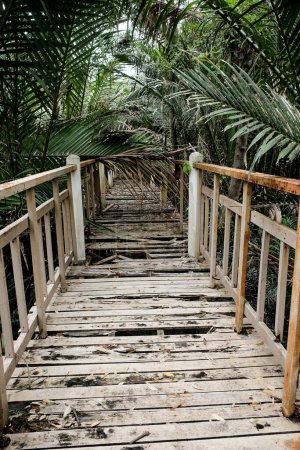 Foto de Puente de madera dañado pasarela en la palma del manglar con hojas que caen en el puente - Imagen libre de derechos