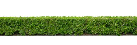 Téléchargez les photos : Green hedge or Green Leaves Wall  isolated on white background,with clipping path,Green bush ,The garden or the Park - en image libre de droit