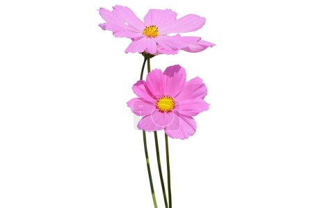 Pink Cosmos Flower isolated on white background , with clipping pat