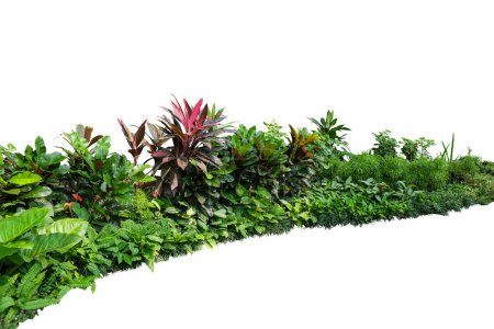 Téléchargez les photos : Arbuste de jardin paysager tropical avec différents types de plantes, buisson de feuillage et floraison isolé sur fond blanc avec chemin de coupe - en image libre de droit