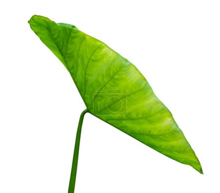 Photo for Green Leaf of Giant Taro plant isolate on white background , with clipping path - Royalty Free Image