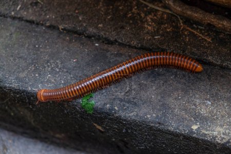 Photo for Millipede on ground The collection of Millipede - Royalty Free Image