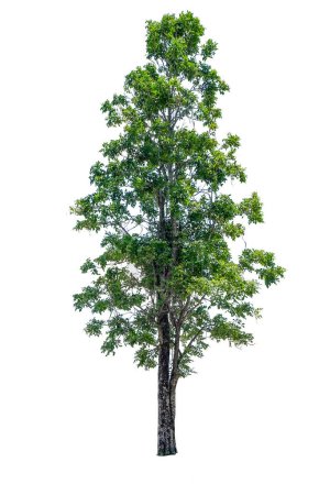 Foto de Árbol de corcho indio (Millingtonia hortensis) aislado sobre fondo blanco con camino de recorte, árboles tropicales aislados utilizados para diseño, publicidad y arquitectura - Imagen libre de derechos