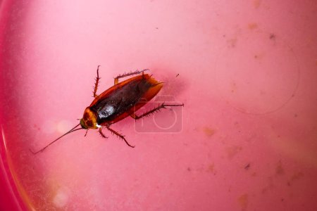 Photo for Cockroach drown and floating in basi - Royalty Free Image