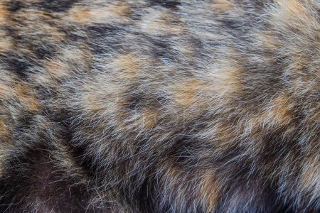 Photo for Cat fur texture background - Royalty Free Image
