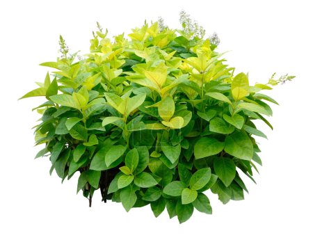 Téléchargez les photos : Arbuste, éranthème à nervures jaunes, Eranthemum reticulatum, isolé sur fond blanc, avec sillon de coupe - en image libre de droit
