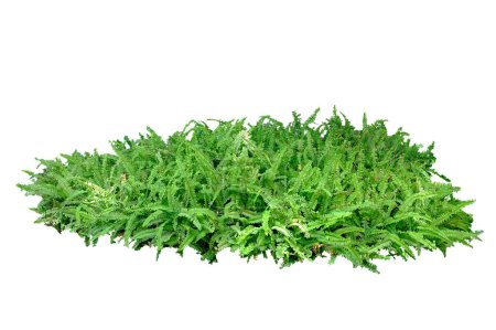 Photo for Tuber sword fern isolated on white background  with clipping path. - Royalty Free Image