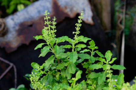 Foto de La albahaca sagrada o albahaca sagrada es hierbas aromáticas comúnmente utilizadas en suplementos. Hojas de albahaca sagrada y floral, Thai Basi - Imagen libre de derechos