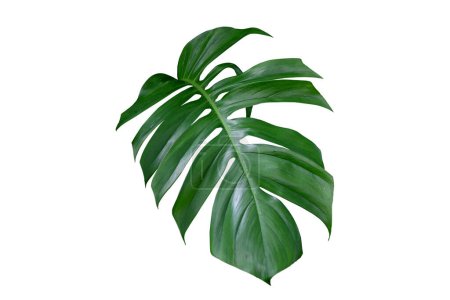 Téléchargez les photos : Jungle tropicale feuilles de monstère, Fromage suisse arbre à feuilles isolé sur fond blanc avec chemin de coupe - en image libre de droit