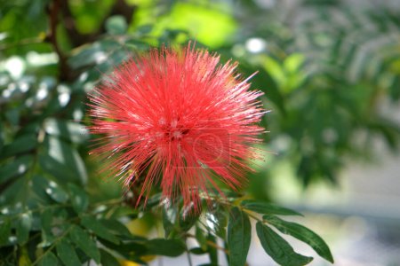 Téléchargez les photos : Calliandra inaequilatera fleur de fil rouge ou fleur de calliandra - en image libre de droit
