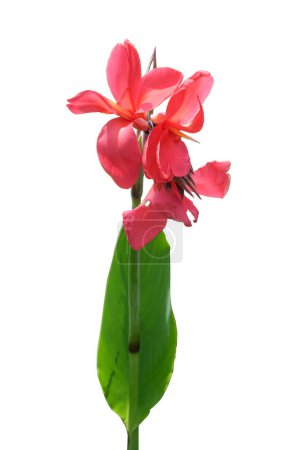 Foto de Flor de canna, Lirio de canna rojo con hoja, Flores tropicales aisladas sobre fondo blanco, con camino de recorte - Imagen libre de derechos