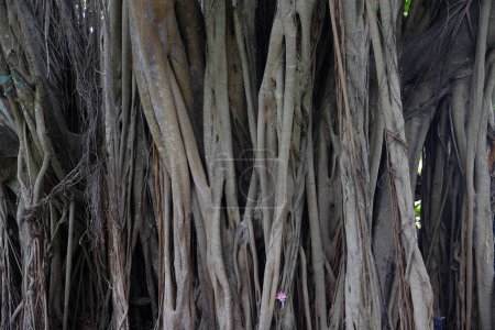 Foto de Raíces del fondo del árbol viejo de Banyan en el bosque, textura y Wallpape - Imagen libre de derechos