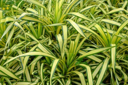 Photo for Chlorophytum comosum spider plant background of nature - Royalty Free Image