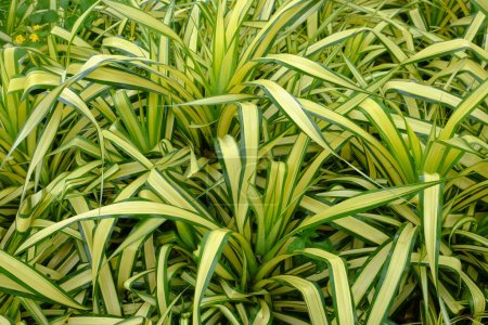 Photo for Chlorophytum comosum spider plant background of nature - Royalty Free Image