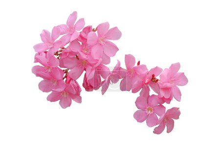 pink oleander flower and leaves isolated on white backgroun