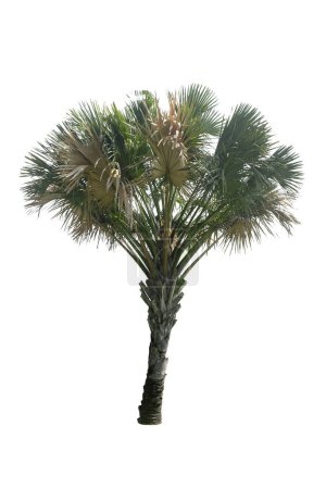 Téléchargez les photos : Palmier Talipot (Corypha umbraculifera) isolé sur fond blanc avec une natte de coupe - en image libre de droit