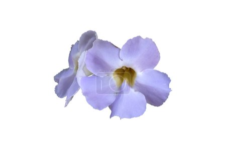 Téléchargez les photos : Thunbergia grandiflora, Bengal Clock Vine, Blue Sky Vine, Blue Trumpet Vine, Thunbergia laurifolia, Blue belle fleur de tête isolée sur fond blanc. avec pat à clipser - en image libre de droit