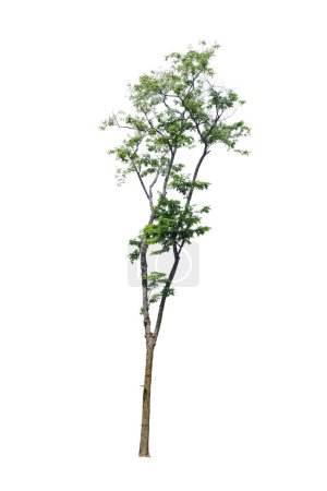 Téléchargez les photos : Pterocarpus macrocarpus (Birmanie padauk) isolé sur fond blanc avec chemin de coupe - en image libre de droit