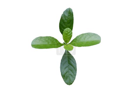 Photo for Green leaves (Ruellia tuberosa) isolated on  white background ,with clipping pat - Royalty Free Image