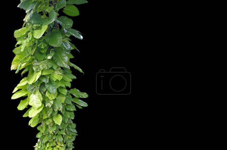 Téléchargez les photos : Lierre du diable ou pothos doré poussant dans les grandes vignes sauvages et les racines aériennes grimpant sur le tronc d'arbre sur fond noir - en image libre de droit