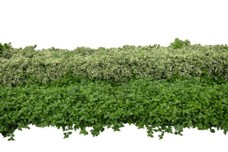 Foto de Arbusto verde o pared de arbustos aislados sobre fondo blanco, Ficus deltoidea (variado) arbusto, Hojas verdes pared con camino de recorte - Imagen libre de derechos