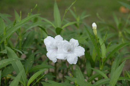 Photo for White cracker plant flower are blooming,White flowers in garde - Royalty Free Image