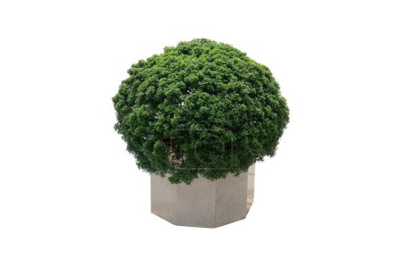 Photo for Potted Box Ball Plant with Decorative Pots Shrub for Outdoors, isolated on white background with clipping path. - Royalty Free Image