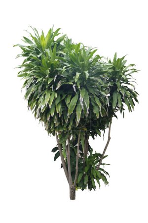 Dracaena cochinchinensis  Thai Dragon Tree isolated on white background with clipping pat