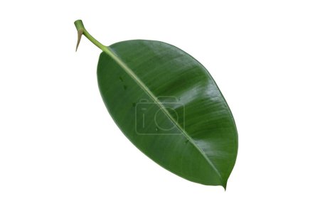 Téléchargez les photos : Ficus elastica feuille isolée sur un fond blanc., avec pat de coupe - en image libre de droit