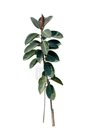 Téléchargez les photos : Ficus elastica (Caoutchouc, Assam Rubber) Feuillage tropical isolé sur fond blanc, avec chemin de coupe - en image libre de droit