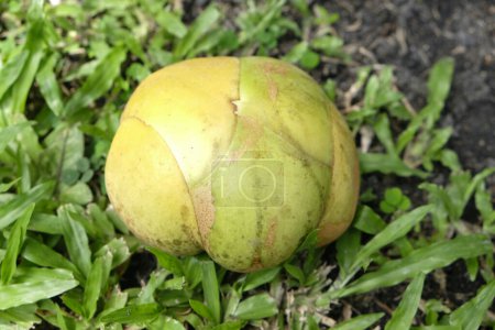 Photo for A green color fresh Elephant Apple fruit on the gras - Royalty Free Image