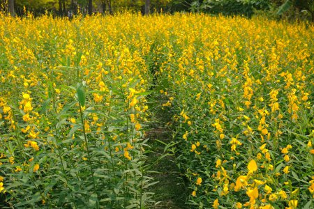 Ein Gehweg in einem Feld mit schöner Sonnenhanfblume blüht, gelbes Blumenfeld Sommerhintergrund, Crotalaria juncea, Sonnenhanf