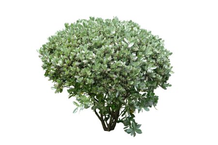 Tropical landscaping garden shrub plants,Conocarpus erectus var. sericeus or Silver Buttonwood is a multi-trunked tree. isolated on white background with clipping path