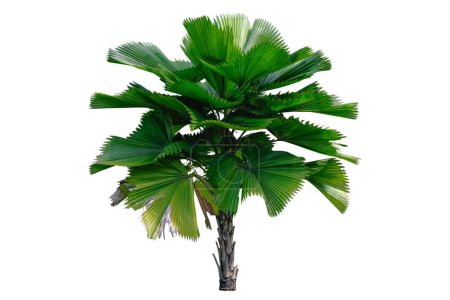 Palas Payung ( Licuala grandis) palm tree isolated on white background.  with clipping path